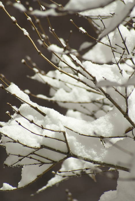 night.snow.campus_0013