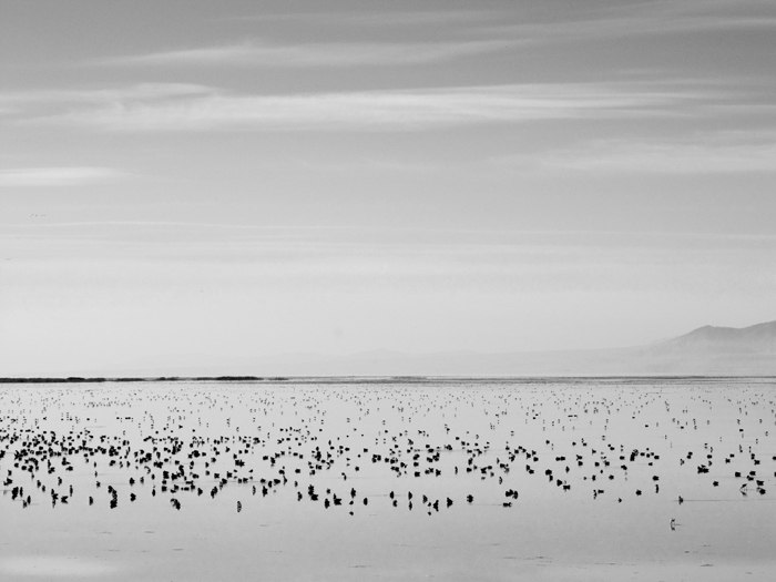 Birds And The Great Salt Lake