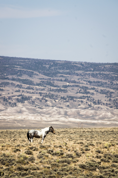 A Wild Paint Horse in Wyoming